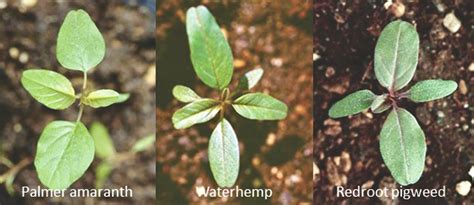 Common waterhemp: An adaptable and potent foe | Farmtario