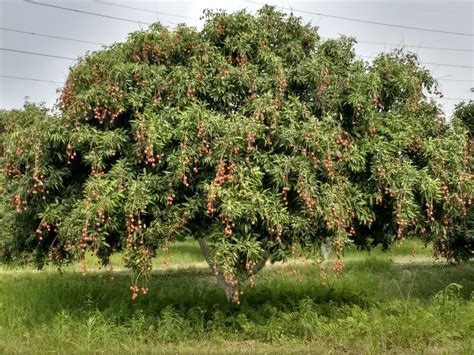 Elections 2019: Litchi-growing Farmers Earn Peanuts in Muzaffarpur ...