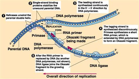 Dna Replication Steps For Dummies