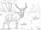 Free Printable Elk Coloring Pages Home Sketch Page sketch template