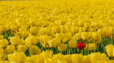 You are a special flower | Skagit Valley Tulip Festival 2015… | Flickr