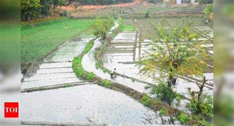 Rabi Crops: Sown area under Rabi crops increased despite currency crunch - Times of India