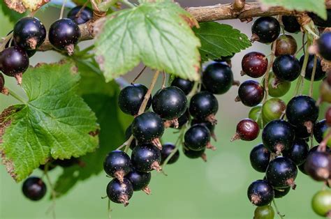 What are blackcurrants and why are they good for us?