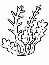 Seaweed coloring pages sketch template