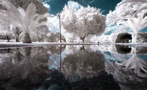 Infrared Photography of Nature - XciteFun.net