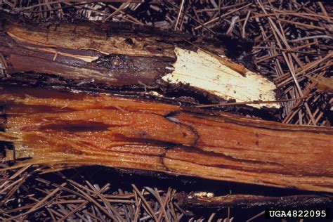 Armillaria root rot (Armillaria tabescens)