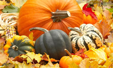 Free Fall Images With Pumpkins