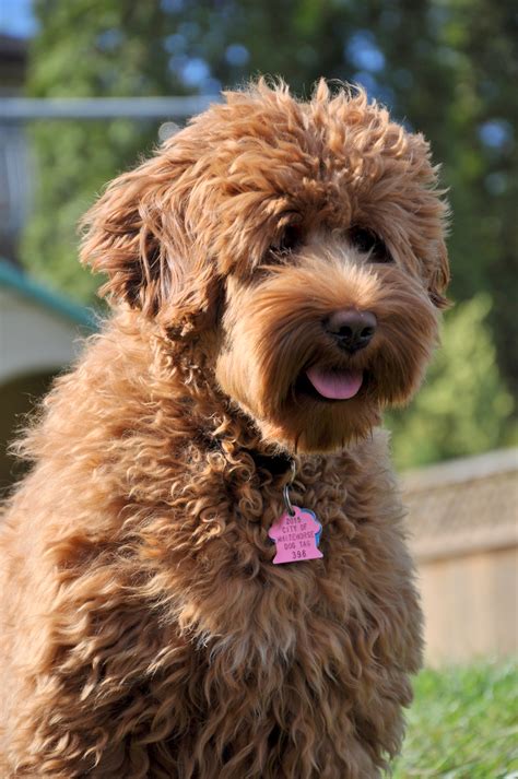 Available Puppies | Labradoodles of the North