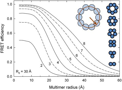 FRET in multimeric proteins. The FRET efficiency is plotted versus the... | Download Scientific ...
