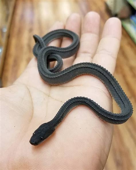 Xenodermus javanicus | Rettili, Animali, Serpente