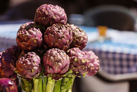 When to Harvest an Artichoke – Wyenot