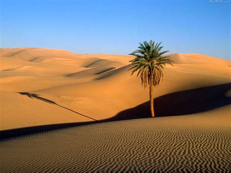 Desert and Date Palm Tree Wallpaper - beauty walpaper