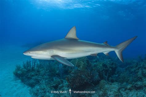 Caribbean Reef Shark 150 | Sharks and Rays