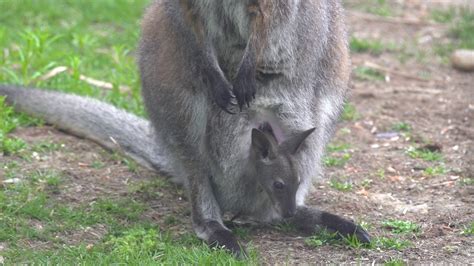 Wallaby Joey Begins to Explore Outside the Pouch - YouTube