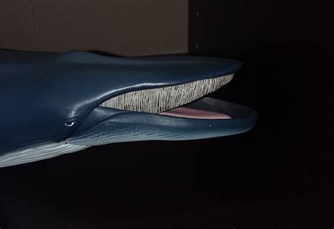 Blue Whale (Marine Life by Papo) - Animal Toy Blog