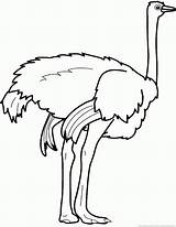 Ostrich Coloring Page Free sketch template