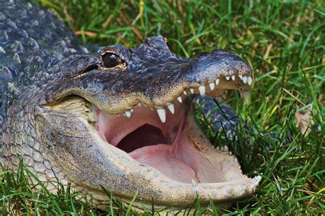 The Creature Feature: 10 Fun Facts About the American Alligator | WIRED
