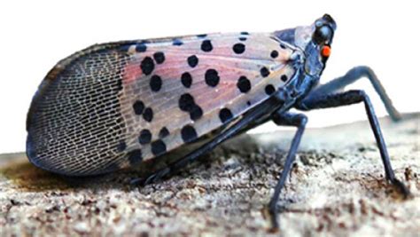 Tree-destroying bug poised for New Jersey invasion