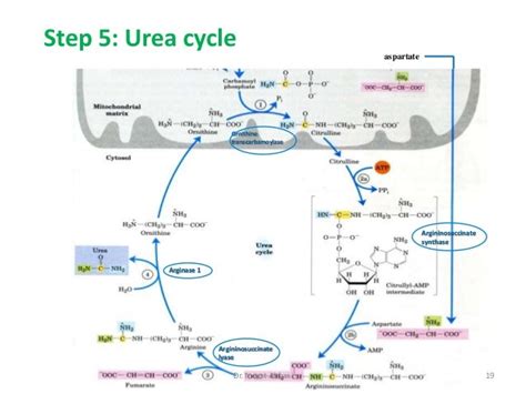 Urea cycle.. lgis