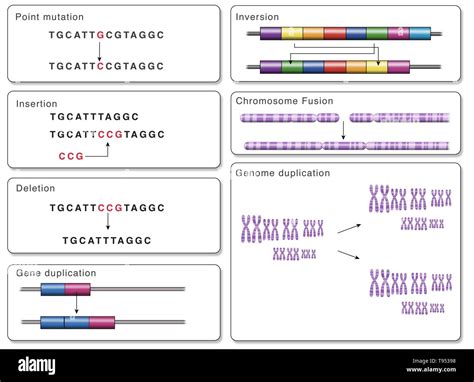 Other mutations chromosome fusion hi-res stock photography and images ...