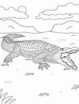 Crocodile Coloring Page sketch template