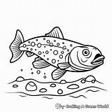 Brook Trout Coloring Pages  Free & Printable sketch template