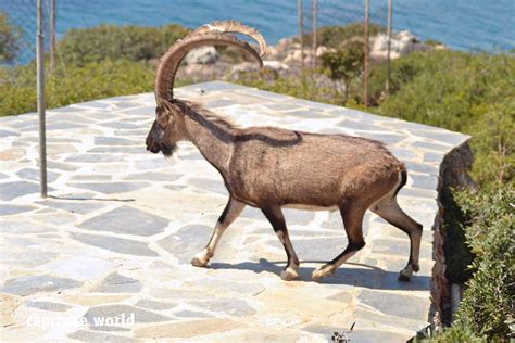 Cretan Wild Goat (Capra hircus cretica) – Ralfs' Wildlife and Wild Places