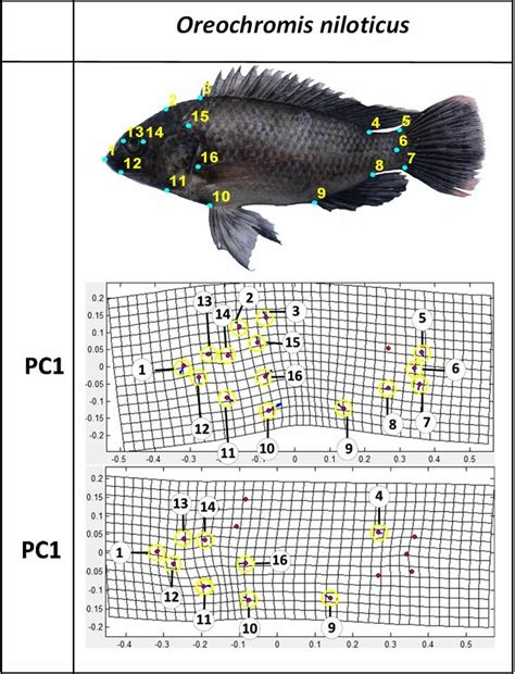 The highest affected landmarks in Oreochromis niloticus. | Download ...