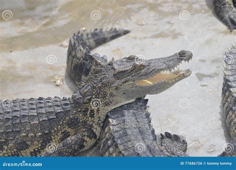 Crocodile Farm stock photo. Image of kneeling, mahanakhon - 77686726