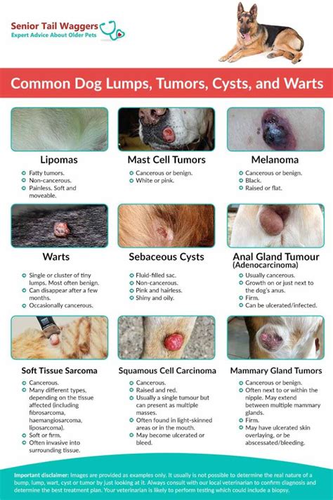 Dog Skin Cancer Chart