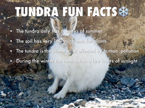 interesting facts about the arctic tundra – map of the arctic tundra – Kuchi