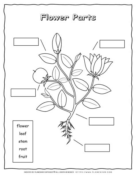 Flower Structure Coloring Worksheet | Best Flower Site