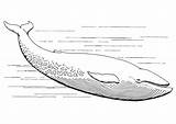 Blue Whale Coloring Pages Printable sketch template