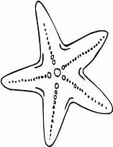 Print Starfish coloring Page  Download Or Color Online For Free sketch template