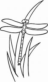 Free Printable Dragonfly Coloring Pages For Kids sketch template