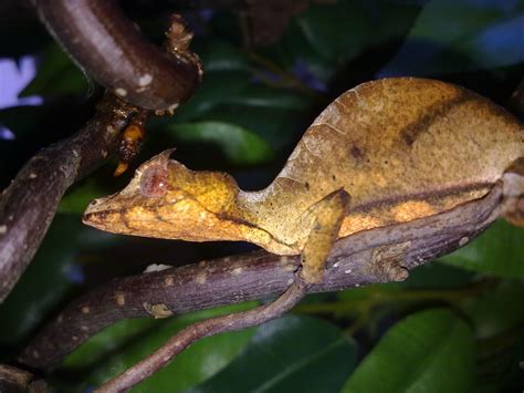 Uroplatus Phantasticus | Reptile Forums