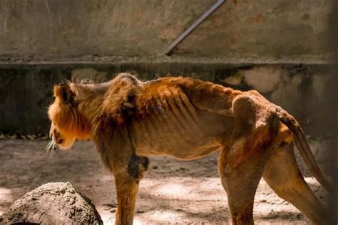 Inside the 'horror zoo with neglected animals and lion starving to death' - Daily Star