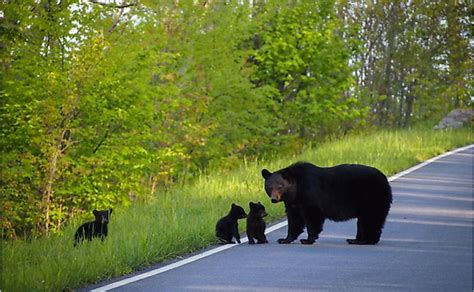 What Animals Live In Texas? - WorldAtlas