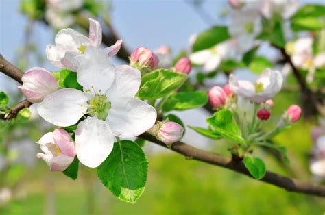 りんご(林檎)の花言葉とは？意味や由来、種類、英語名の花言葉もご紹介！ | ホギホギ