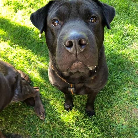 Shar Pei Labrador Mix Fakten - Hunde Zentrale