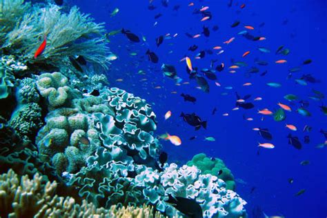 Koleksi Gambar Terumbu Karang Terindah Di Indonesia Dan Dunia - Gambar ...