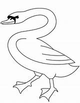 Beautiful Swan Coloring Pages Sketch Page sketch template