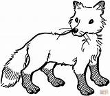 Red Fox Coloring Page At GetColoringscom  Free printable Colorings sketch template