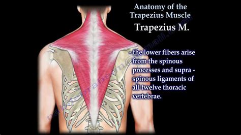 Anatomy Of The Trapezius Muscle - Everything You Need To Know - Dr. Nabil Ebraheim - YouTube