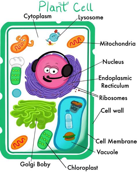 Labeled Plant Cell Diagram For Kids