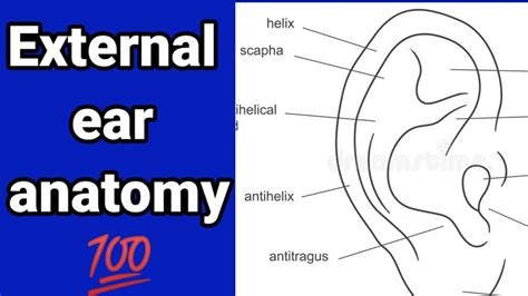 How To Draw Outer Ear Diagram Ear Anatomy Easy And Simple Ear | My XXX ...