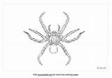 25  Spider Woman Coloring Pages SamishtiLowrie sketch template