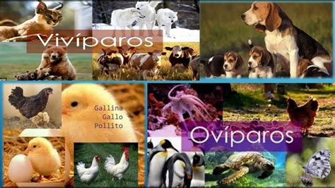 Animales OVIPAROS/VIVIPAROS , Parte 1 - YouTube