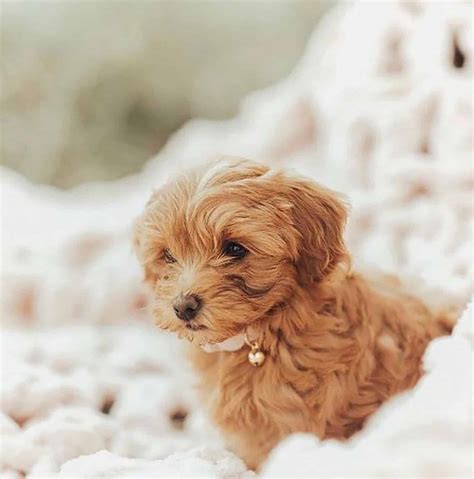 Teacup Mini Labradoodle: Meet Your Favorite Doodle