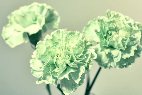 Sunny Day Happy Face: the green carnations